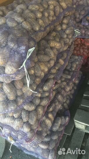 Картофель Королева Анна на дом