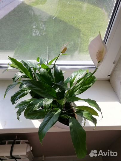 Спатифиллум (женское счастье)