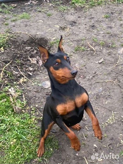 Щенки цвергпинчера