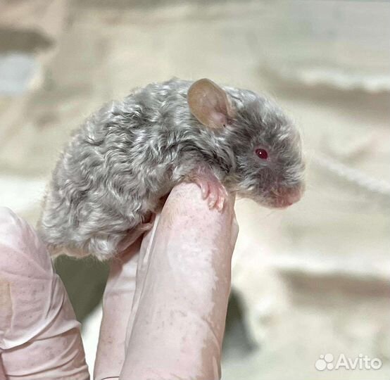 Мышки тексели сатиновые и рексы кудрявые