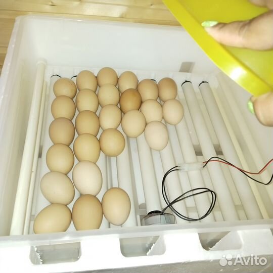 Инкубатор для яиц автоматический