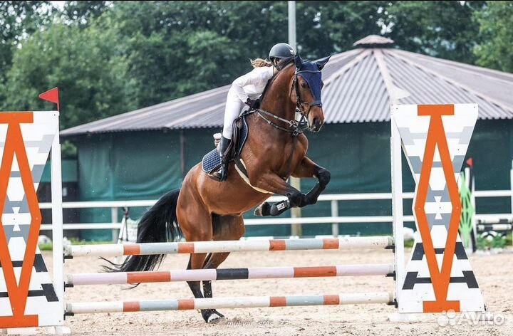 Аренда лошади конкур