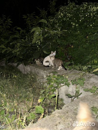 Кошка