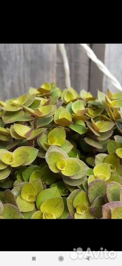 Кализия жёлтая