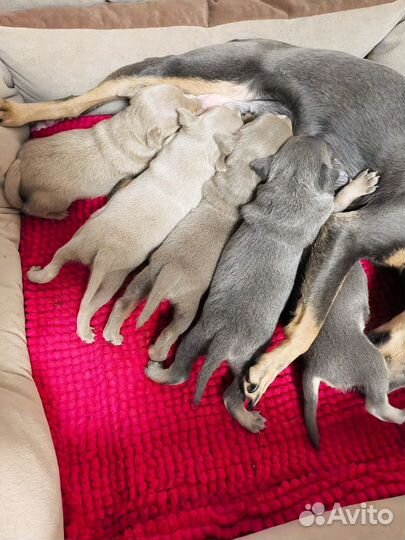 Щенки русский той-терьер