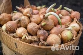 Лук на перо Штудгарт – Риззен