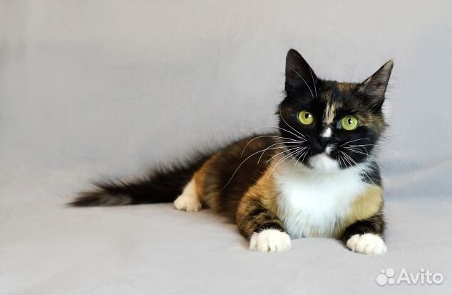 Мегаласковая кошка Ириска ищет дом