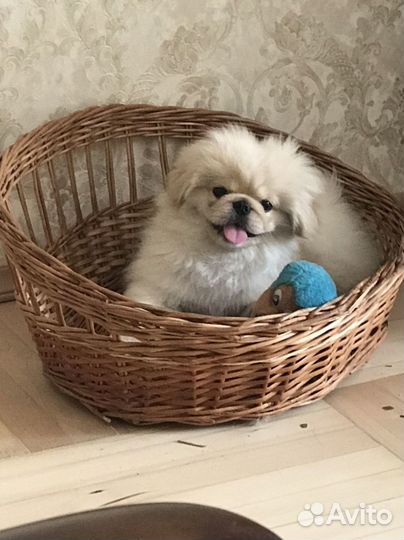 Щенки пекинеса