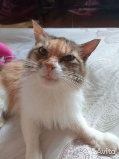 Кошка отдам