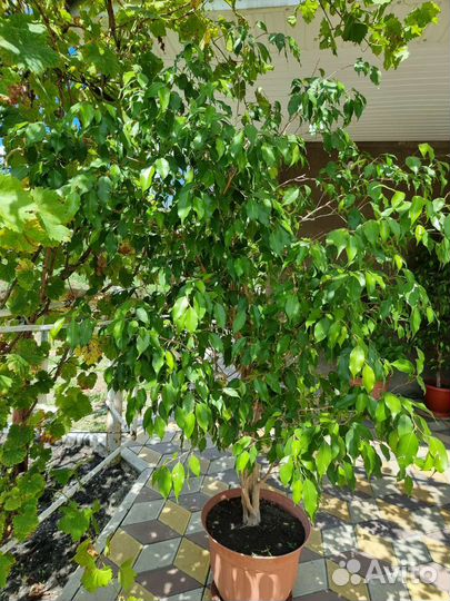 Фикус бенджамина большой