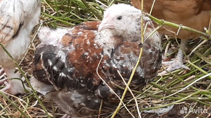 Домашние куры