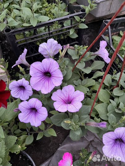 Рассада капусты