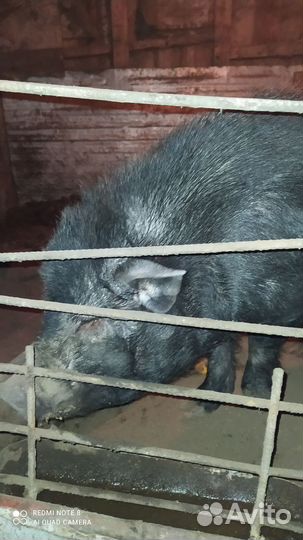 Продаётся вьетнамский кабан