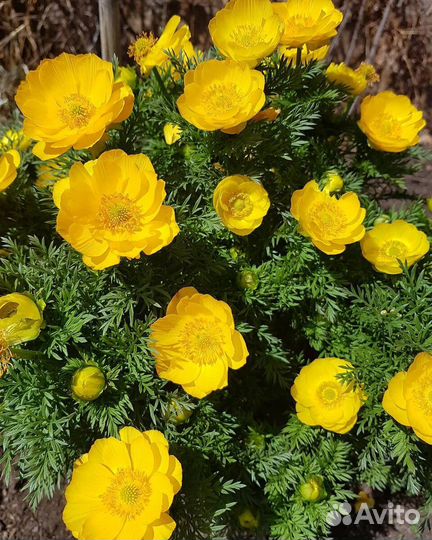 Цветок многолетний 