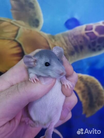 Крысы Дамбо, Хасски, Рэкс, Капюшон