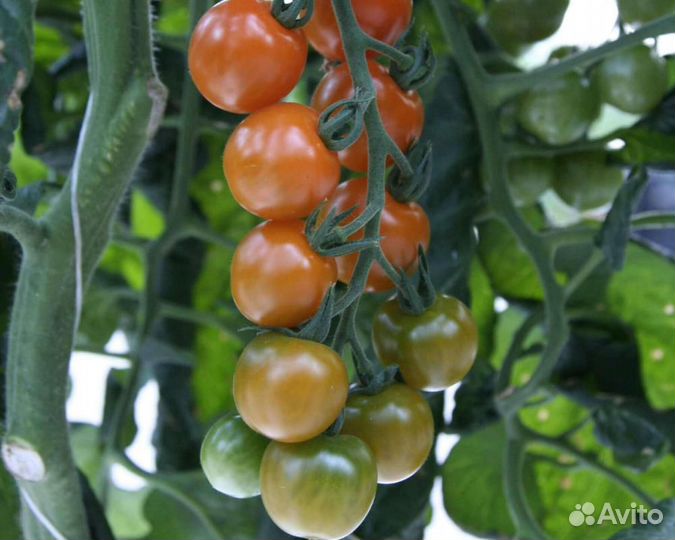 Семена Томата 
