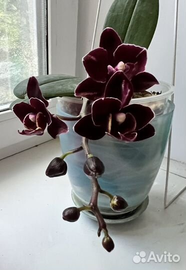 Орхидея фаленопсис