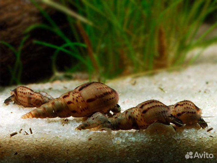 Улитки мелании