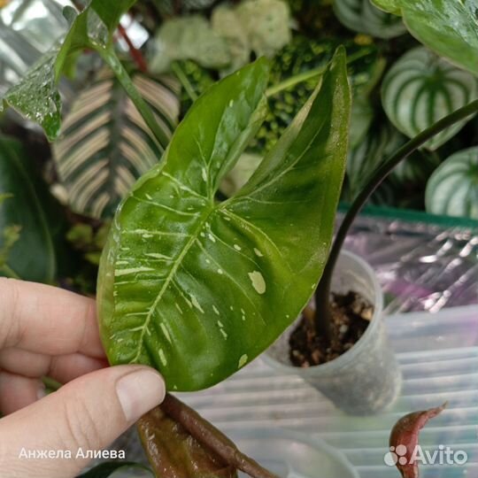 Сингониум, сциндапсус, филодендрон