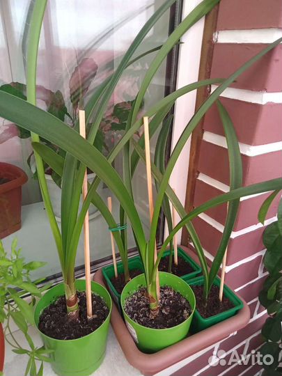 Гиппеаструм