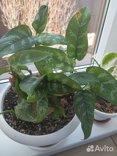 Цветы комнатные