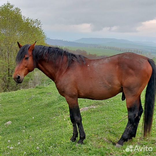Карачаевский жеребец