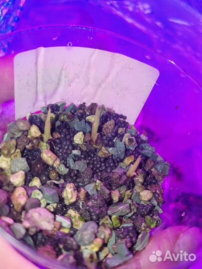 Алоказия pride of corup клубни