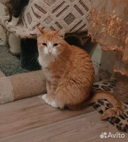Миниатюрная кошечка