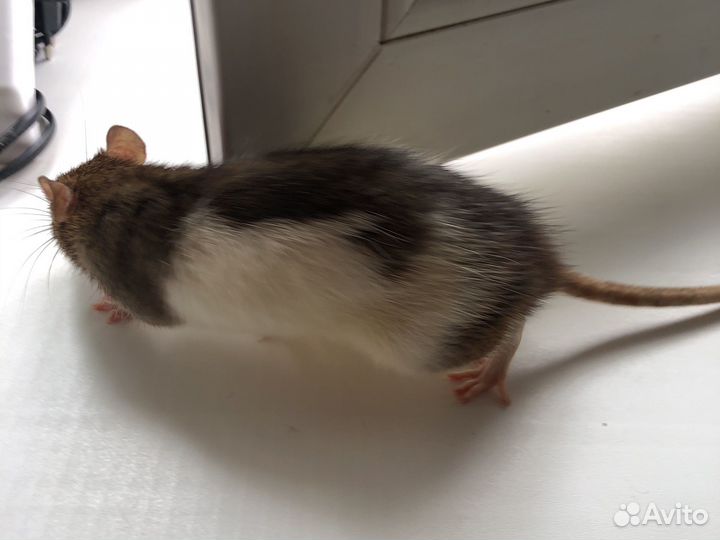 Крыса с клеткой