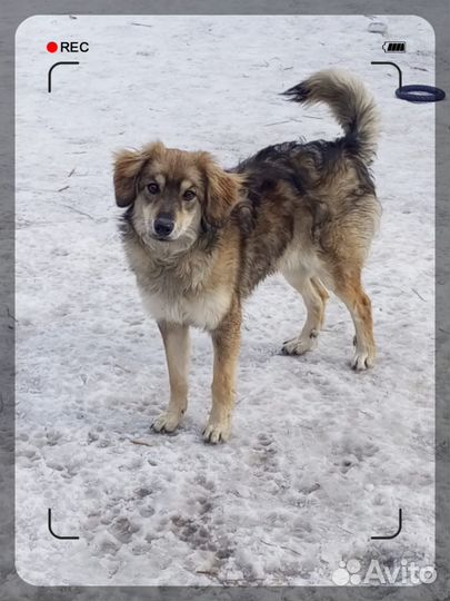 Лиза