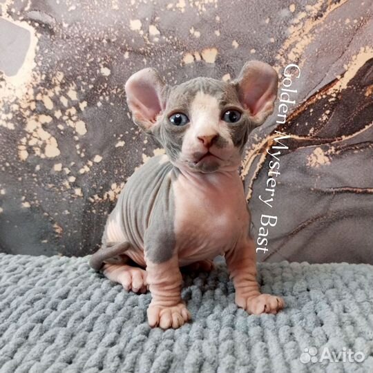 Сфинкс Двэльф