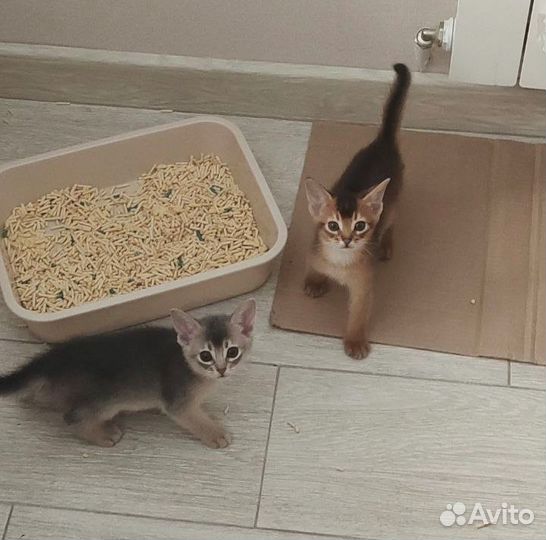 Абиссинская