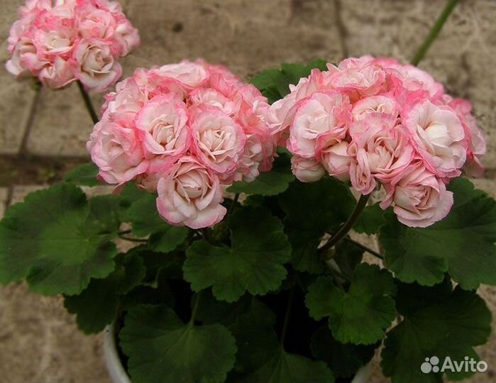 Пеларгонии сортовые