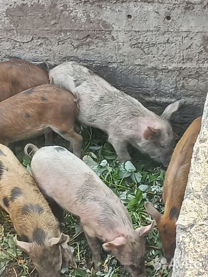 Поросята отец дикий кабан мать лондрас