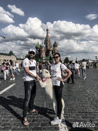 Сибирский хаски вязка