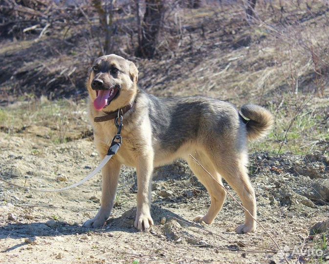 Собака Эшли