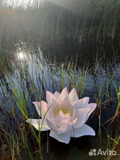 Лотос.Украшение для пруда и сада.Кувшинка.Нимфея