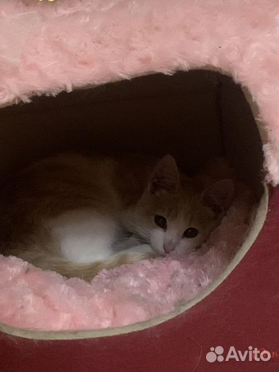 Котята в добрые руки (мальчик)