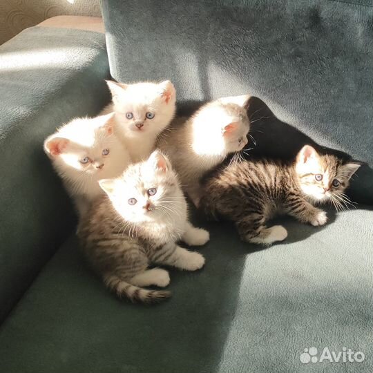 Британские котята