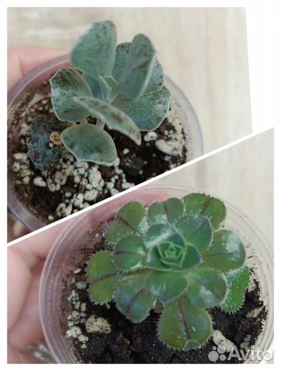 Суккуленты