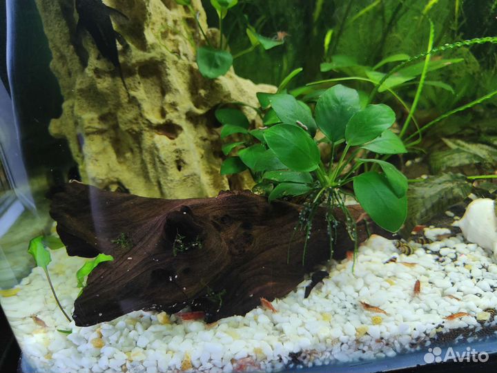 Креветки вишни, улитки хелены, сомы присоски