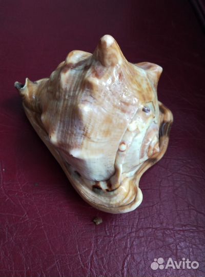 Морская раковина 