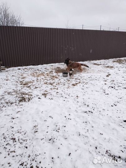 Щенки немецкой овчарки и американского акита