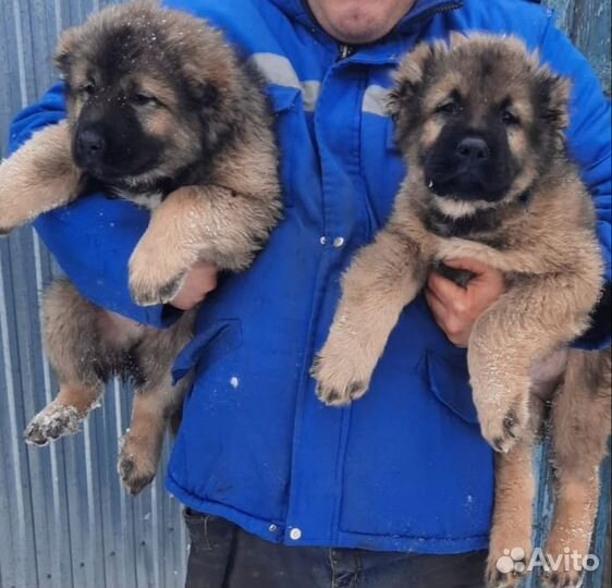 Щенки кавказской овчарки