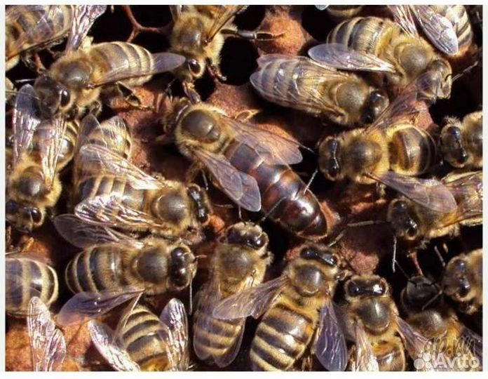 Пчеломатки карника