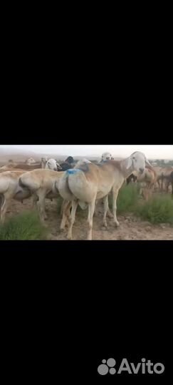 Чисто кровные Гиссарского бараны