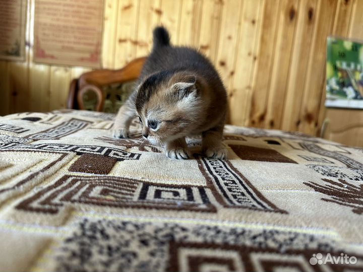 Шотландская вислоухая