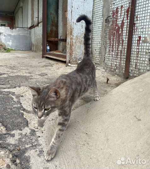 Кот в добрые руки