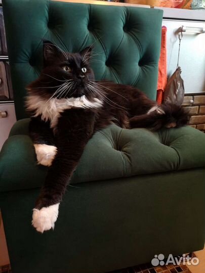 Мейн-кун вязка