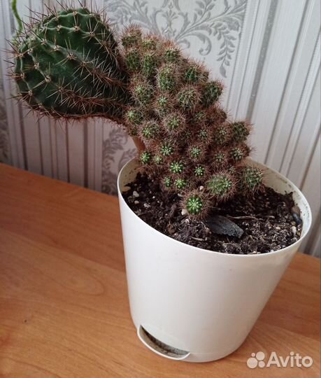 Кактусы и суккуленты